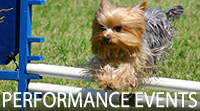 Performance Events, The Yorkshire Terrier Club of America