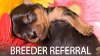 Breeder Referrals, The Yorkshire Terrier Club Of America